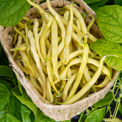 Haricot à beurre