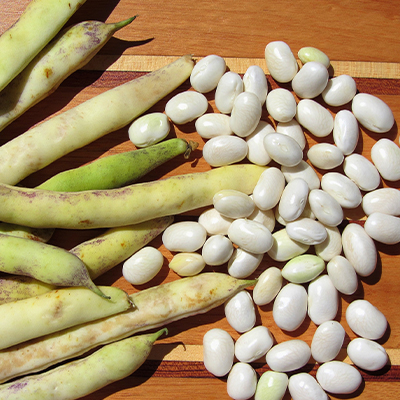 Haricot à grain
