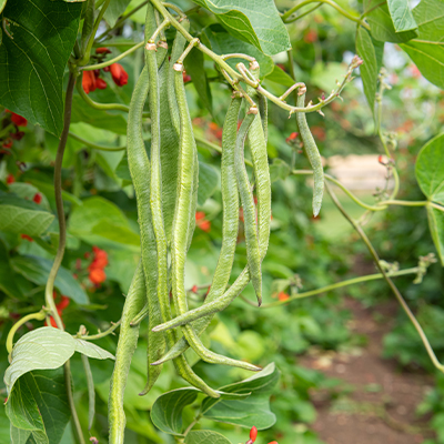 Haricot d'espagne