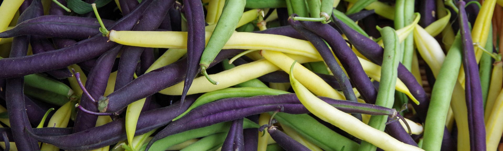 Haricots