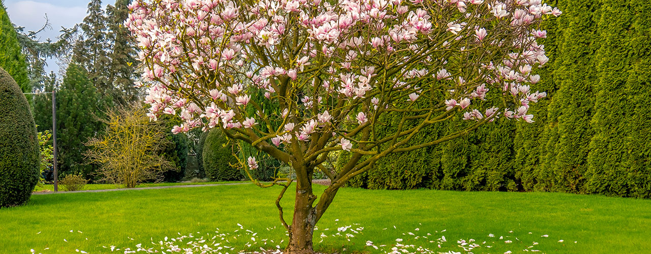 Magnolia en fleur au milieu du jardin
