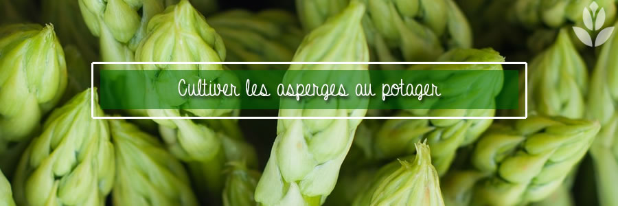 asperges du potager