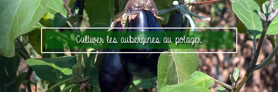 aubergines du potager