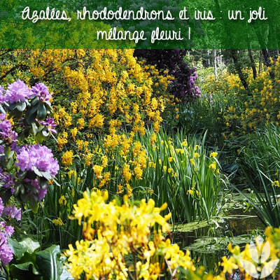 azalée rohododendron et iris