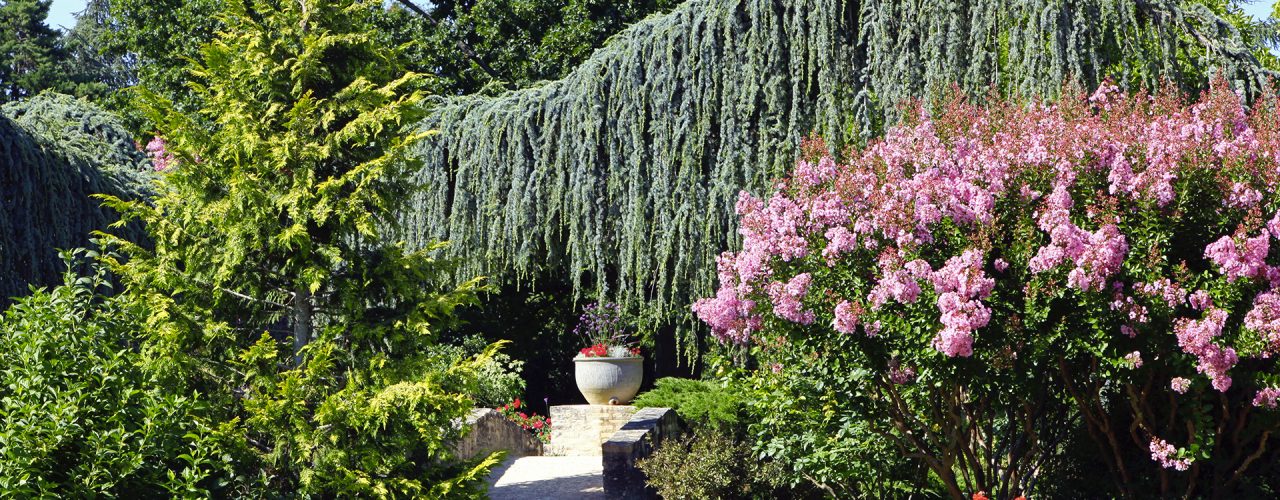 Arbres d’ornement : 10 arbres à planter dans votre jardin