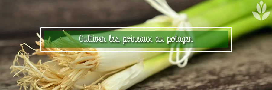 poireaux du potager