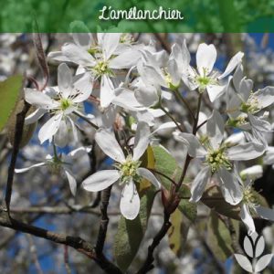 amelanchier et floraison printanière