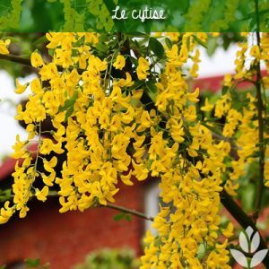 cytise à grappes de fleurs jaunes