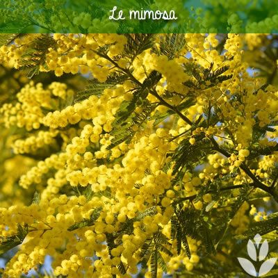 Mimoas floraison jaune