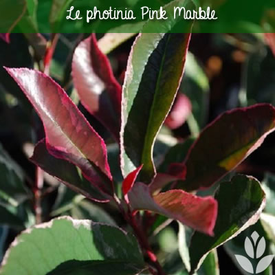 photinia pink marble persistant