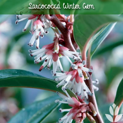 Sarcococca Winter Gem floraison