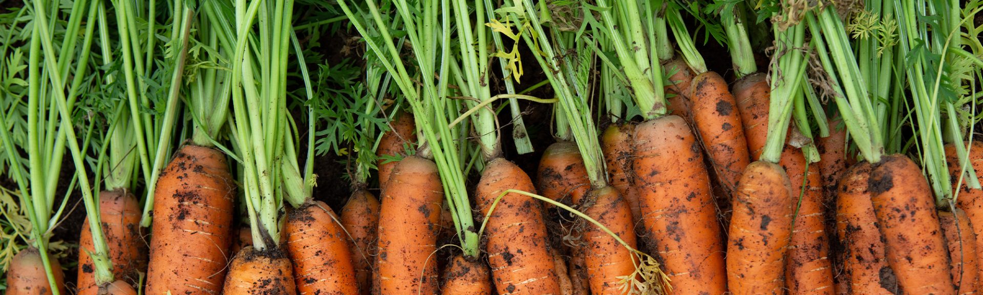 Carottes