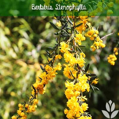 berberis stenophylla