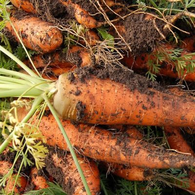 cultiver les carottes du potager