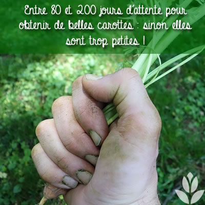 carottes trop petites