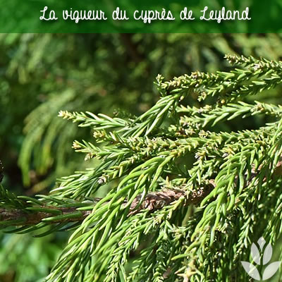cyprès de leyland