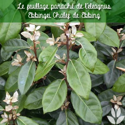 eleagnus ebbingei chalef de ebbing