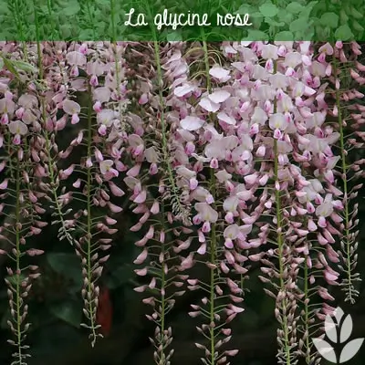 Glycine rose