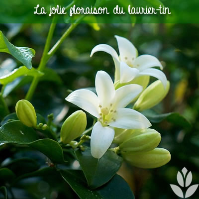 floraison blnache du laurier-tin