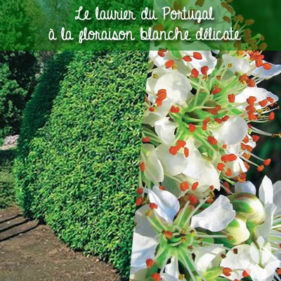 floraison du Laurier du Portugal