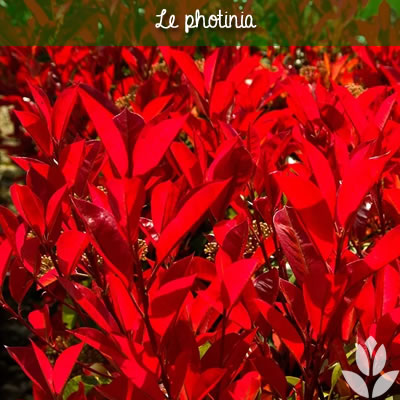 photinia feuillage persistant