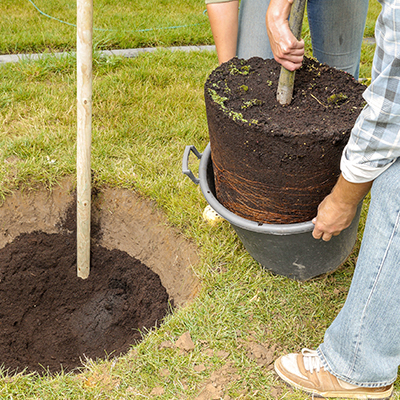 preparation de la terre avant de planter un arbre