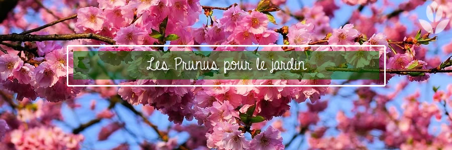 Les Prunus Arbuste Ou Arbre Quel Cerisier A Fleurs Choisir Conseil Jardin Willemse