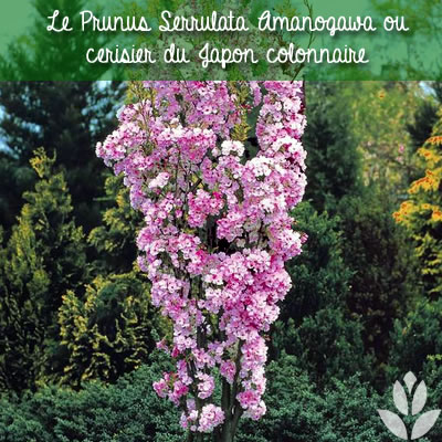 prunus serrulata amanogawa