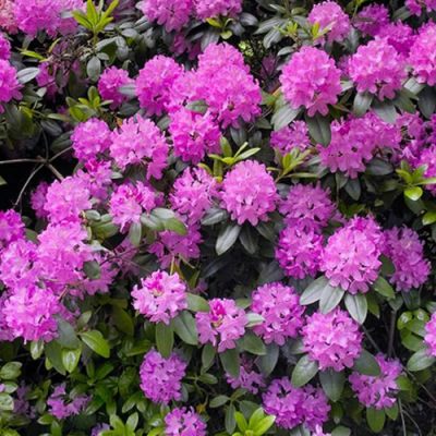 rhododendron