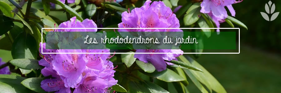les rhododendrons du jardin