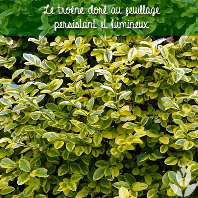 troène doré