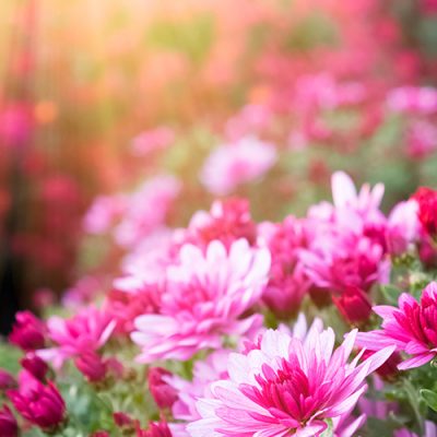 Fleurs de chrysanthème rose dans la lumière du soleil lors d'une journée ensoleillée - Plantes vivaces plein soleil : quelles variétés choisir ?