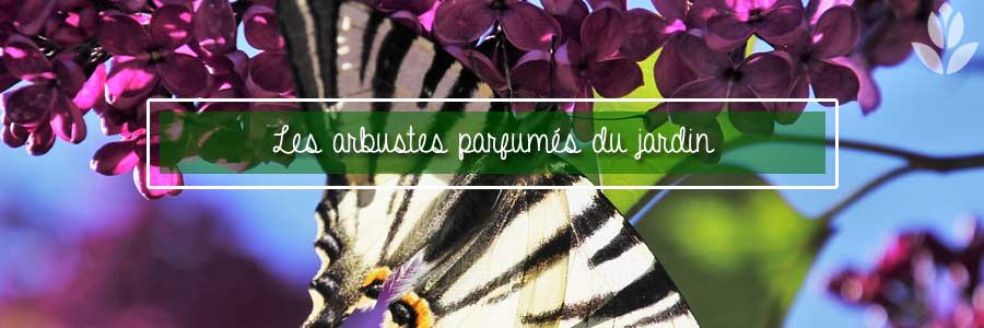 arbustes parfumés