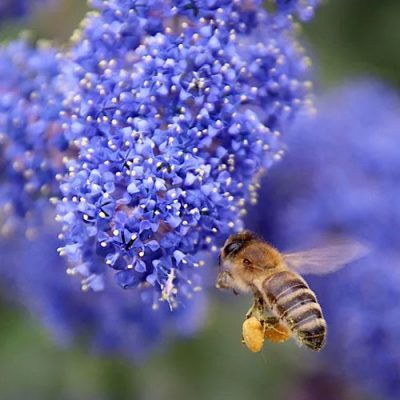 les fleurs de céanothe attirent les abeilles