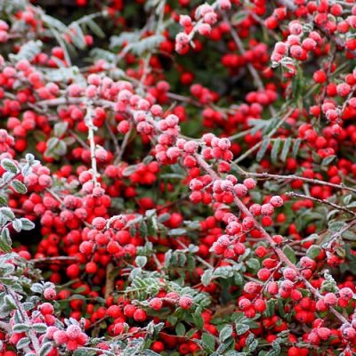 cotoneaster givre