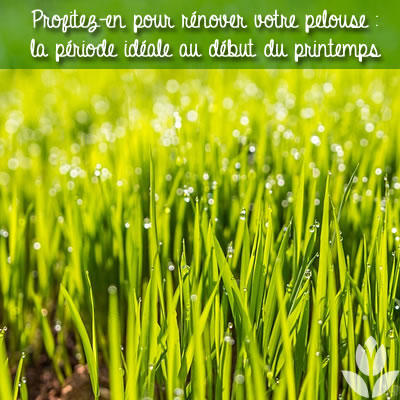 renover pelouse