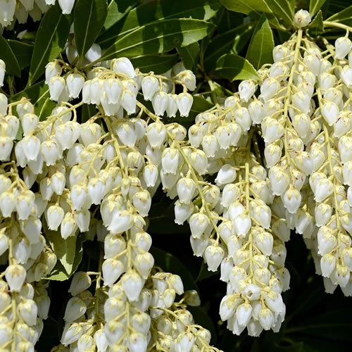 Pieris / Andromède : arbuste du jardin : une constellation de fleurs  blanches