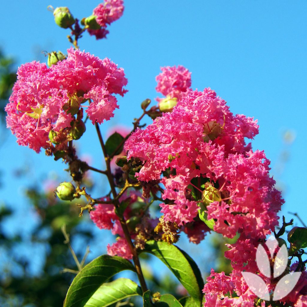 Lilas des Indes