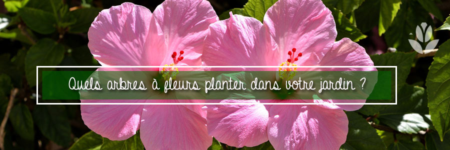 quels arbres à fleurs planter