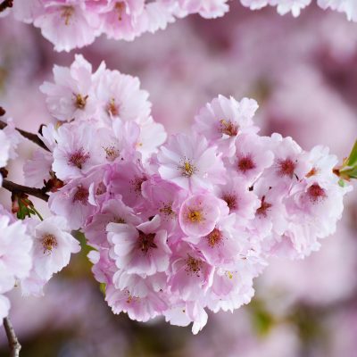cerisier japonais en fleurs
