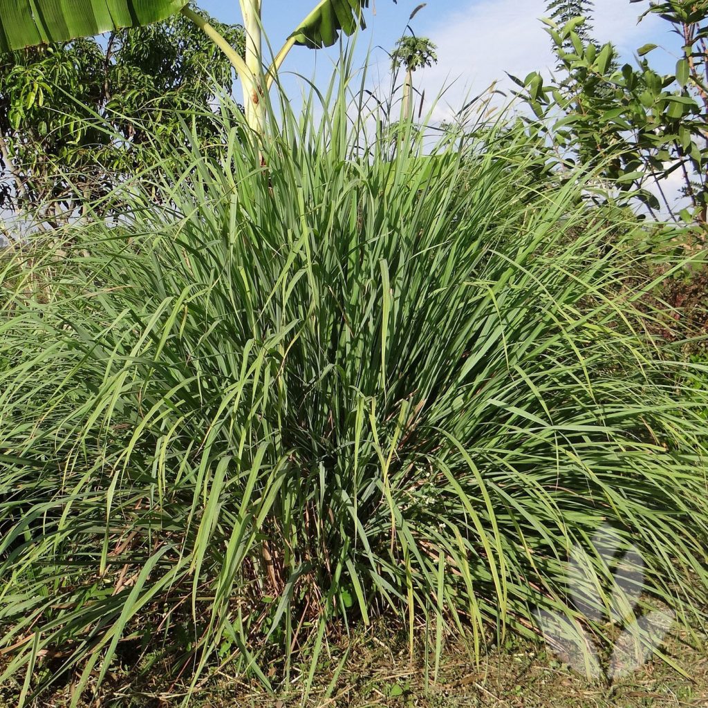 citronnelle