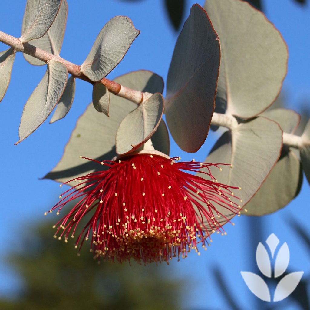 Eucalyptus