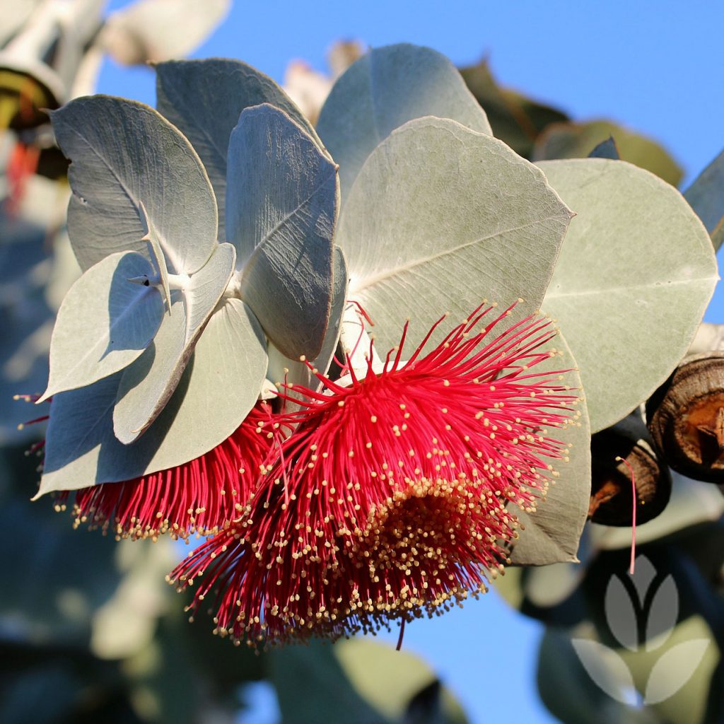 eucalyptus