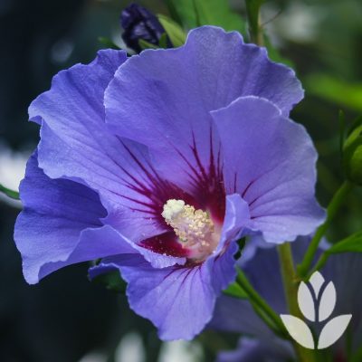 Hibiscus bleu