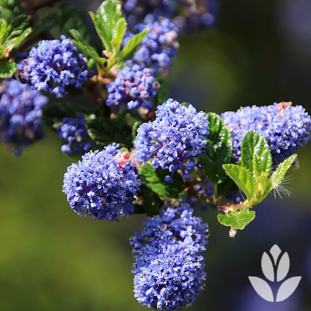 Lilas de Californie