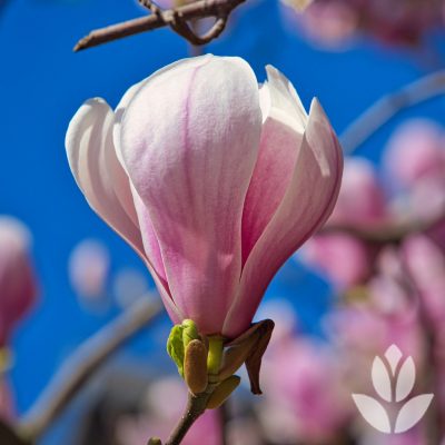 fleur rose magnolia
