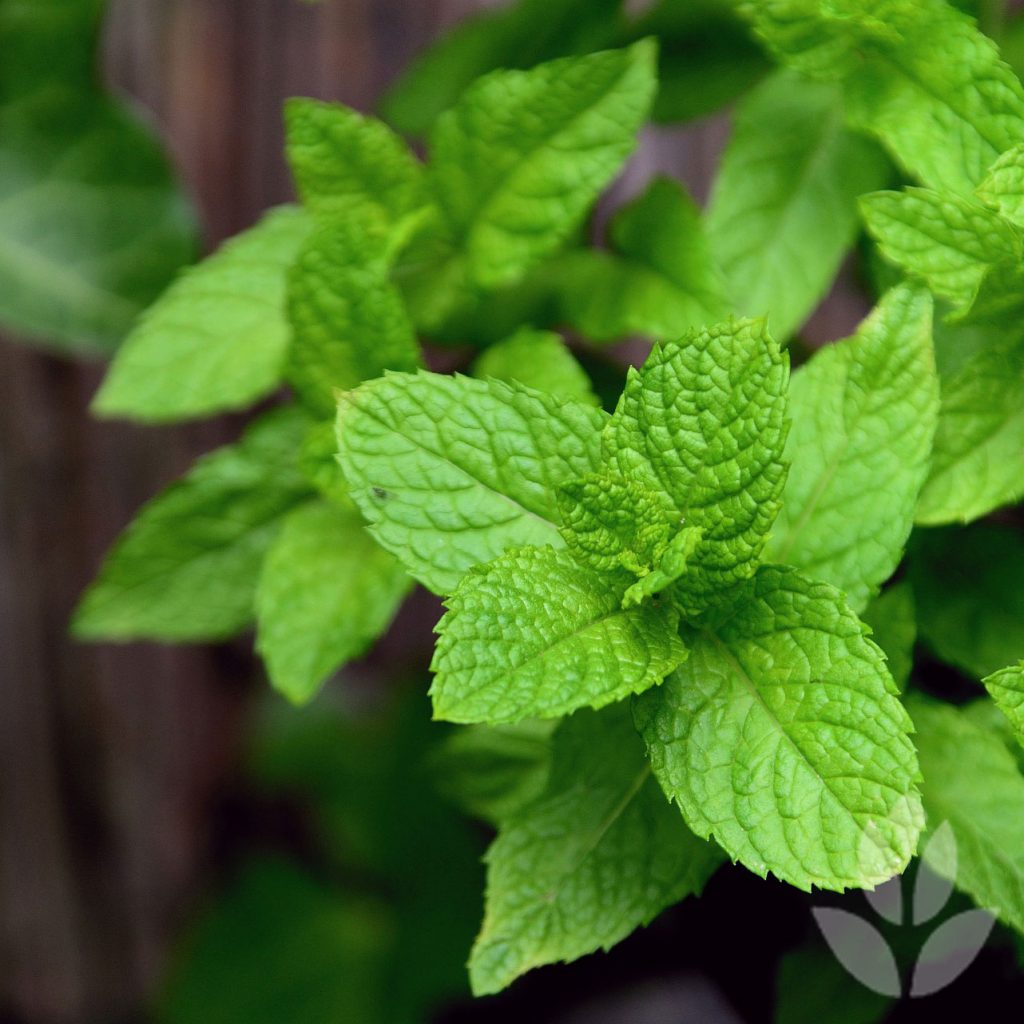 menthe poivrée