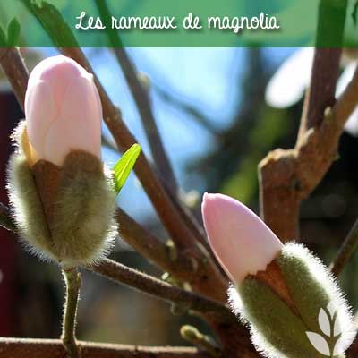 rameaux de magnolia