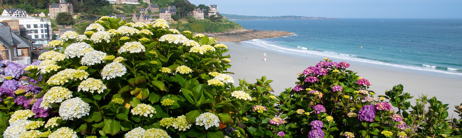 Arbustes en bord de mer