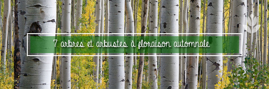 arbres et arbustes à floraison automnale